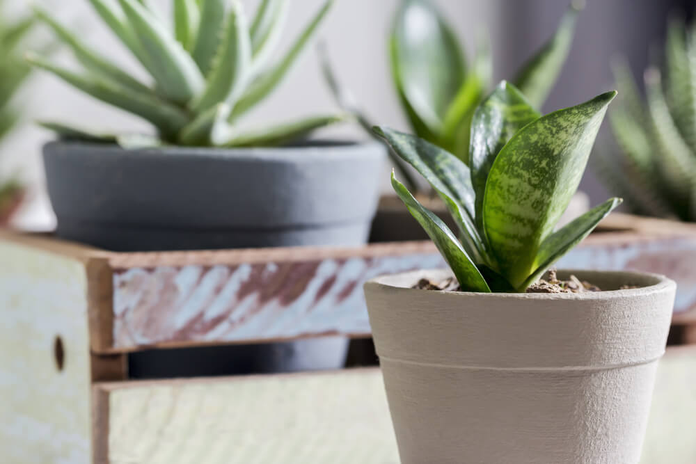 Snake plant in home