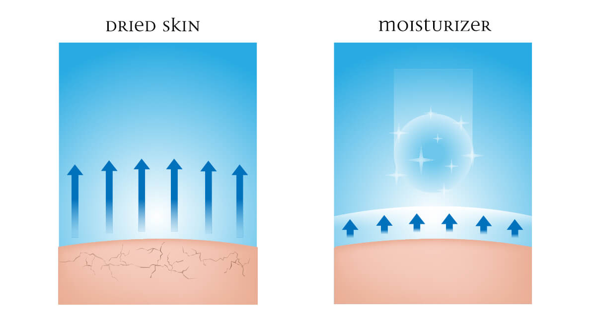 Infographic showing dried skin and moisturized skin